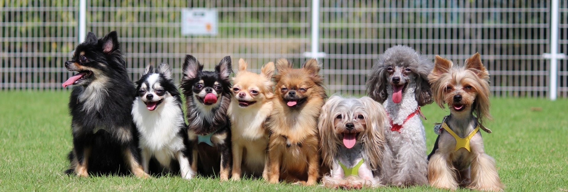 犬の集合写真