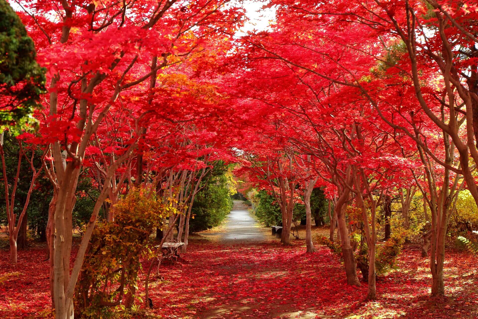 紅葉　国広作品 4K Japan Autumn leaves 絶景紅葉4K104 紅葉宇宙 1 4Kグラン