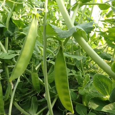 ジェイ農園／野菜セット 宅配サービス｜ 自然微生物農法・無農薬