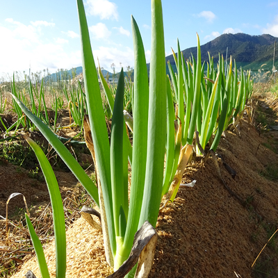 ジェイ農園／野菜セット 宅配サービス｜ 自然微生物農法・無農薬