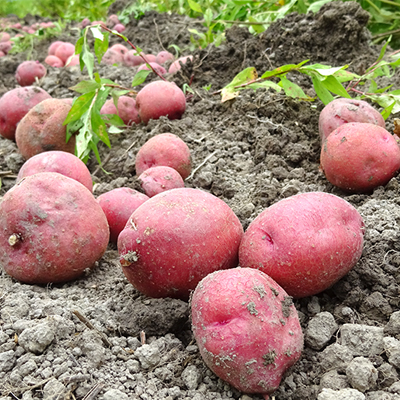 ジェイ農園／野菜セット 宅配サービス｜ 自然微生物農法・無農薬