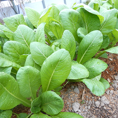 ジェイ農園／野菜セット 宅配サービス｜ 自然微生物農法・無農薬