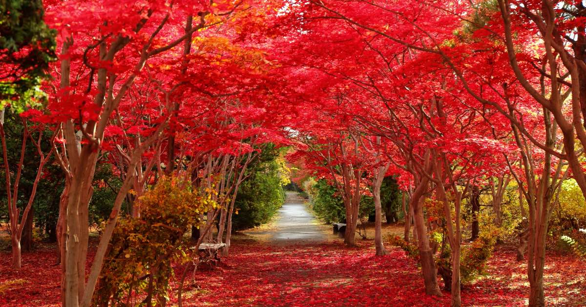 紅葉　国広作品 紅葉 国広作品 日本の紅葉の魅力と他国との違い - Genspark